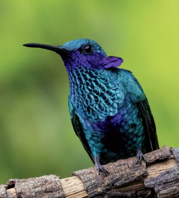 Cali Ciudad Biodiversa de Colombia